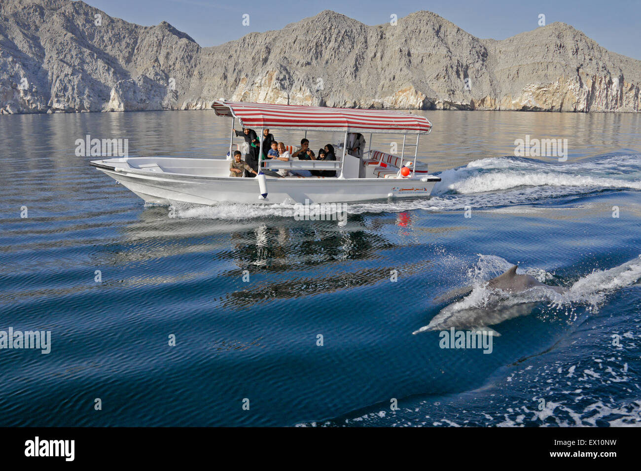 Ausflugsschiff und Delfin in einem Musandam Khor (Fjord), Oman Stockfoto