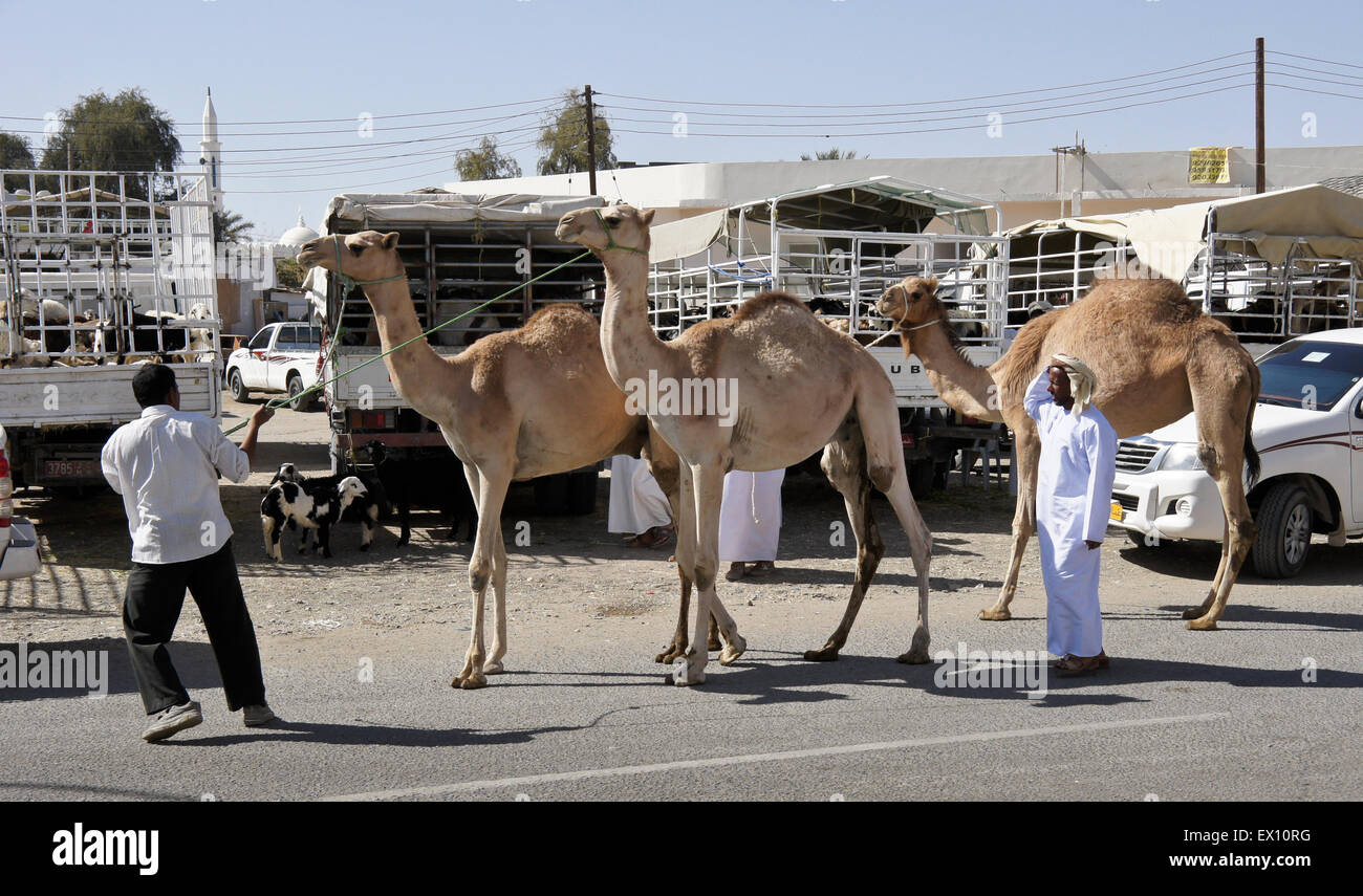 Mann mit Kamelen auf Tiermarkt in Sinaw, Oman Stockfoto