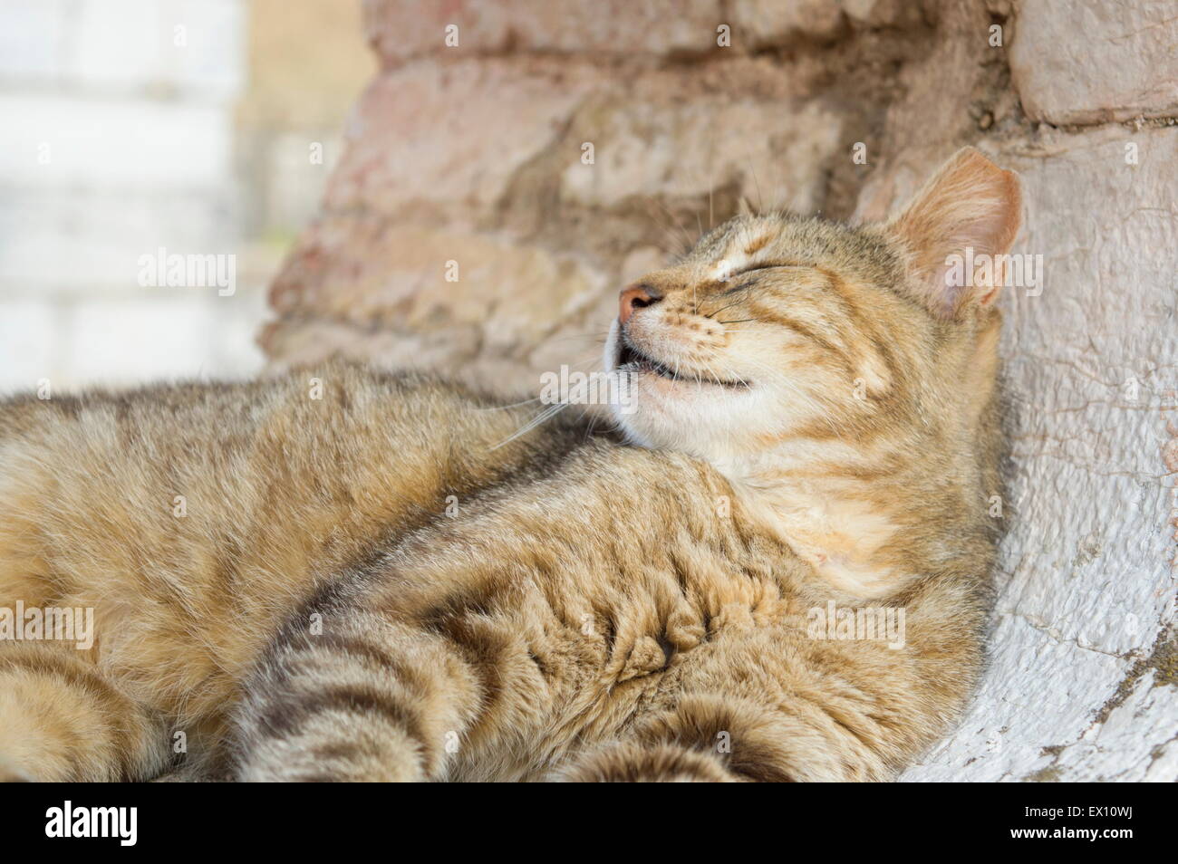 Junge süße Katze schlafen in eine abgerundete Fensteröffnung Stockfoto