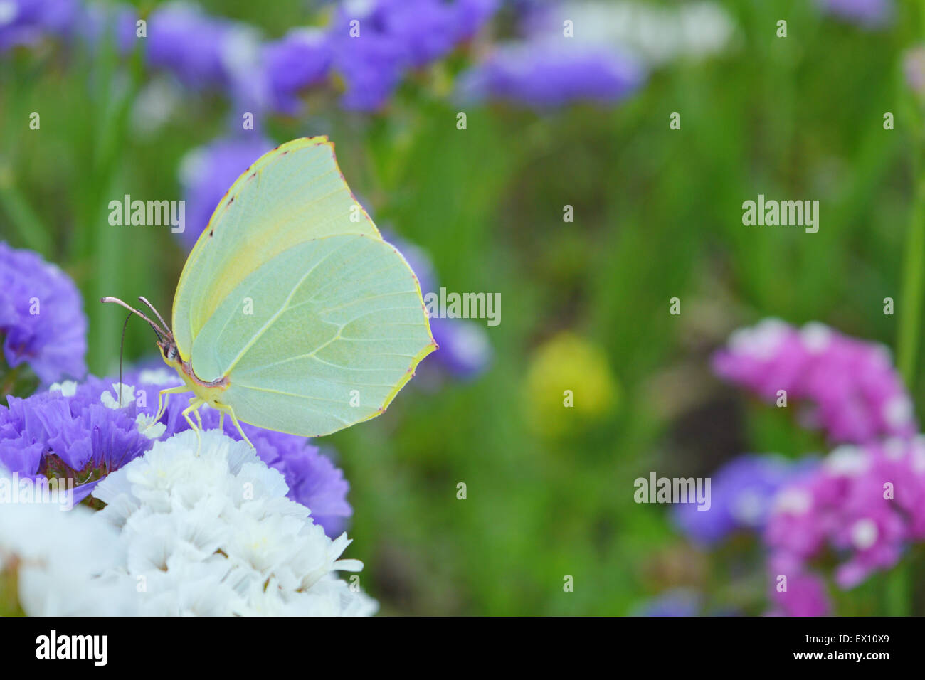 Gelben Schmetterling auf bunte Blume arbeiten hautnah Stockfoto