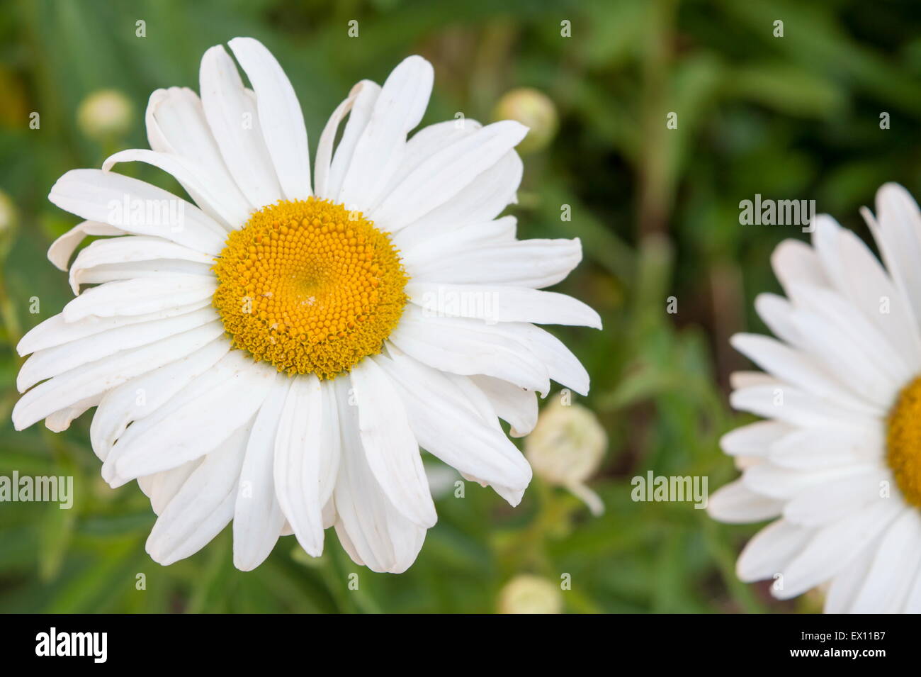Große Gänseblümchen Blume und kleinere in einem Garten im freien Stockfoto