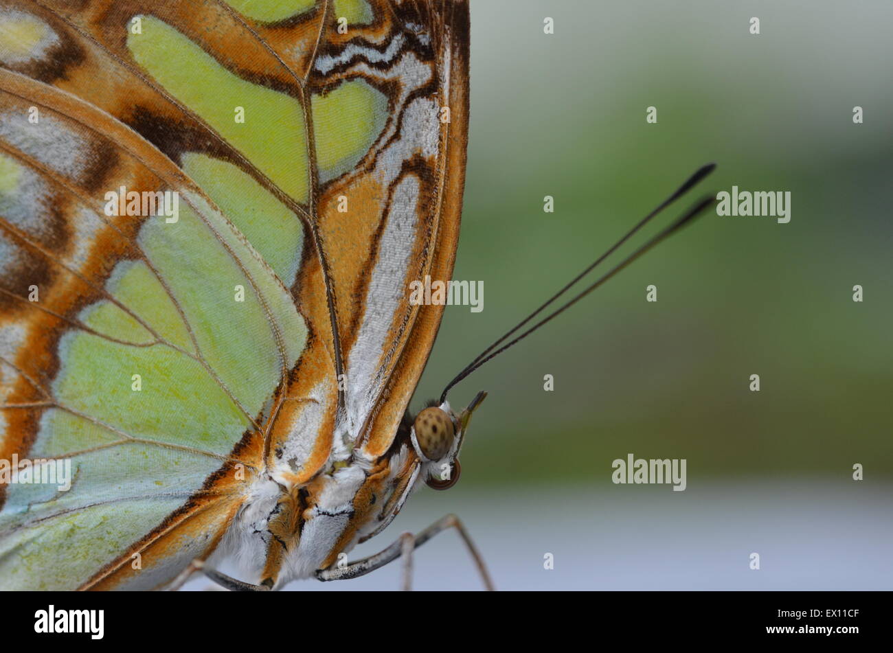 Wunderbare Makro Schmetterling Bild Stockfoto