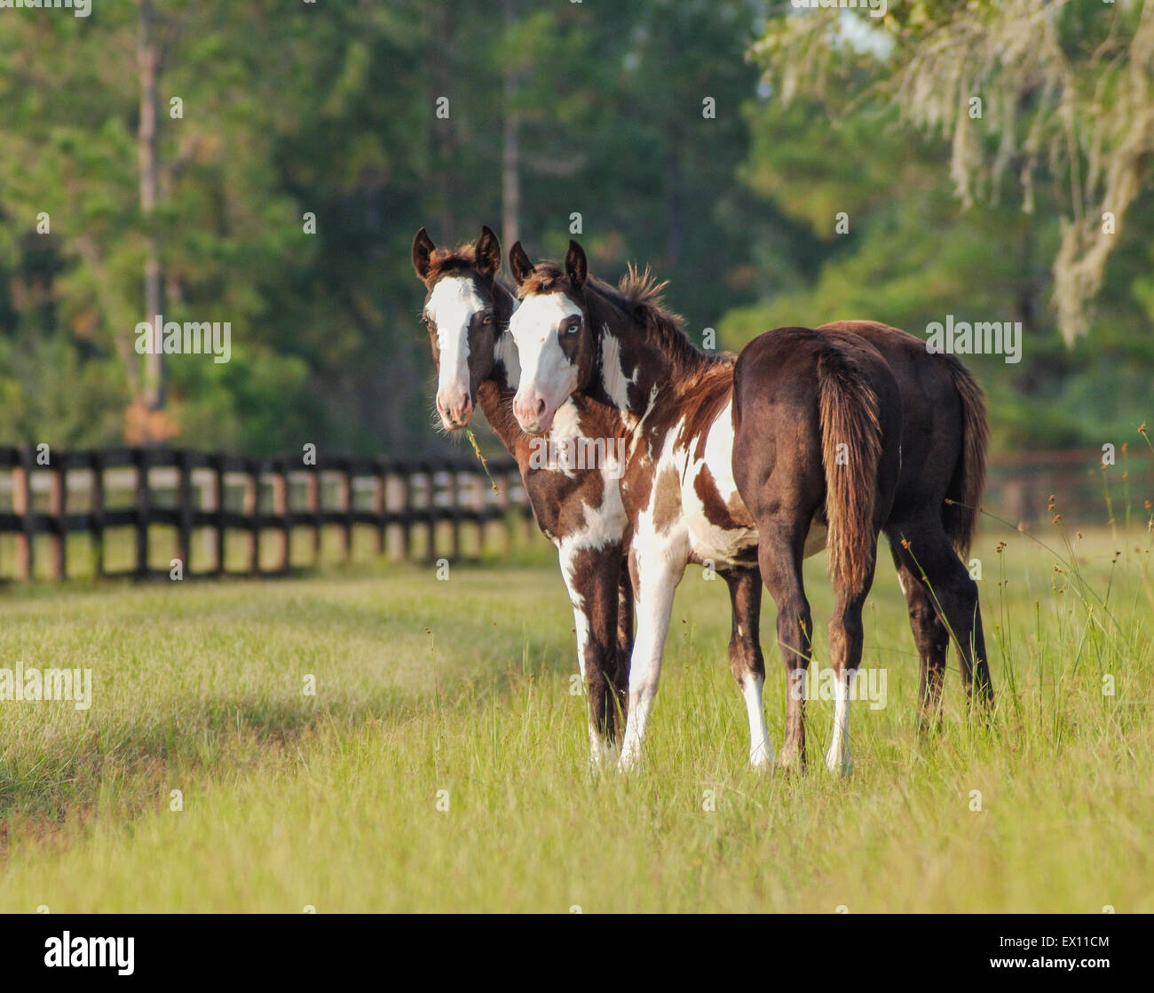 American paint quarter horse Fotos und Bildmaterial in hoher