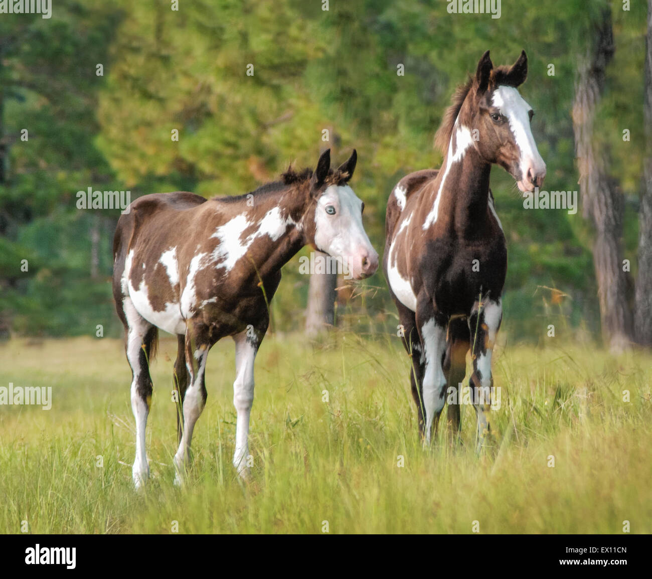 American paint quarter horse Fotos und Bildmaterial in hoher