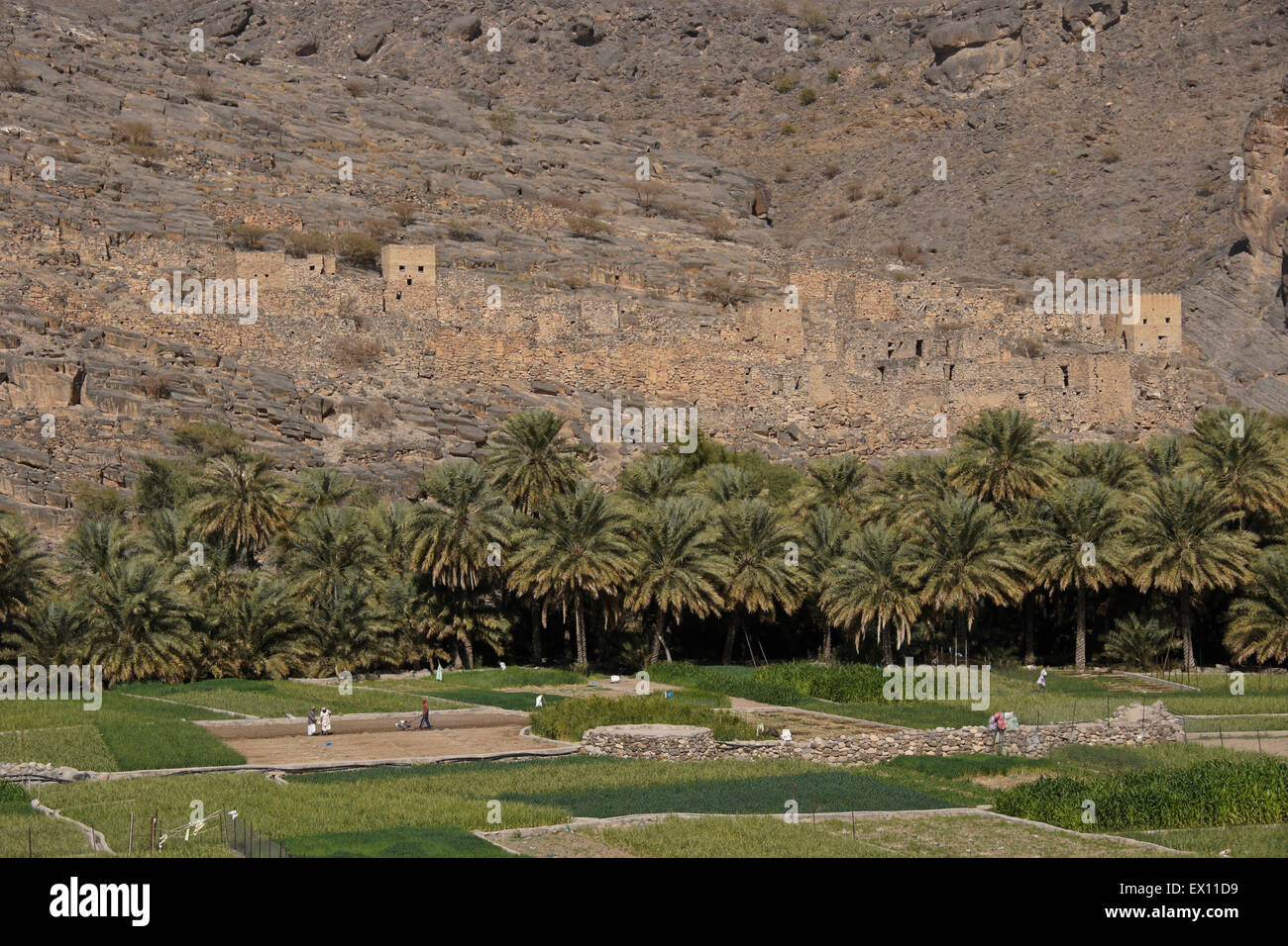 Landwirtschaft und verlassenes Dorf in Wadi Ghul, Sultanat von Oman Stockfoto
