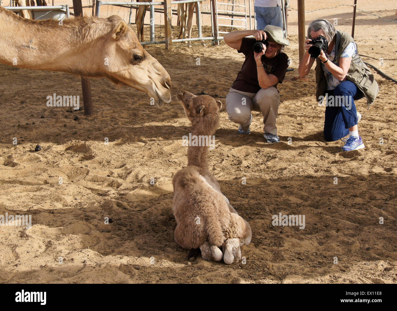 Frauen fotografieren Kamele auf der Farm in Liwa, Abu Dhabi, Vereinigte Arabische Emirate Stockfoto