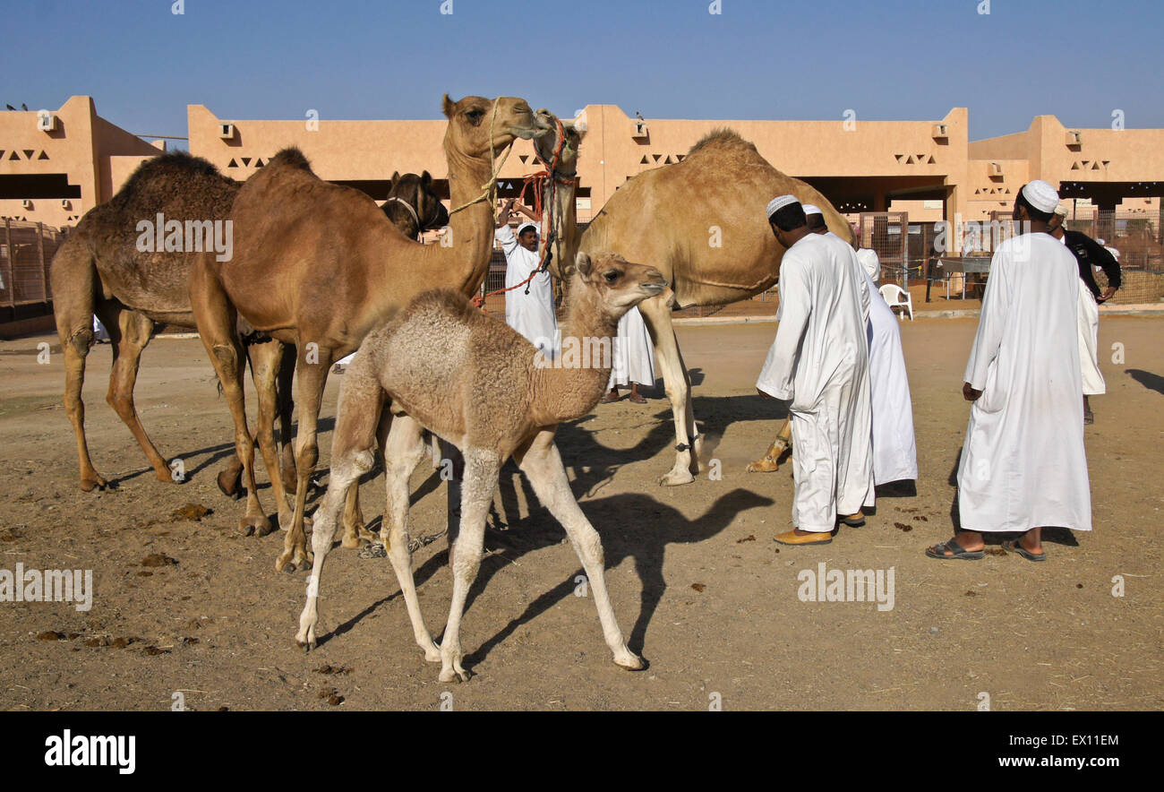 Männer kaufen und verkaufen Kamele am Kamelmarkt Al-Ain, Abu Dhabi, Vereinigte Arabische Emirate Stockfoto