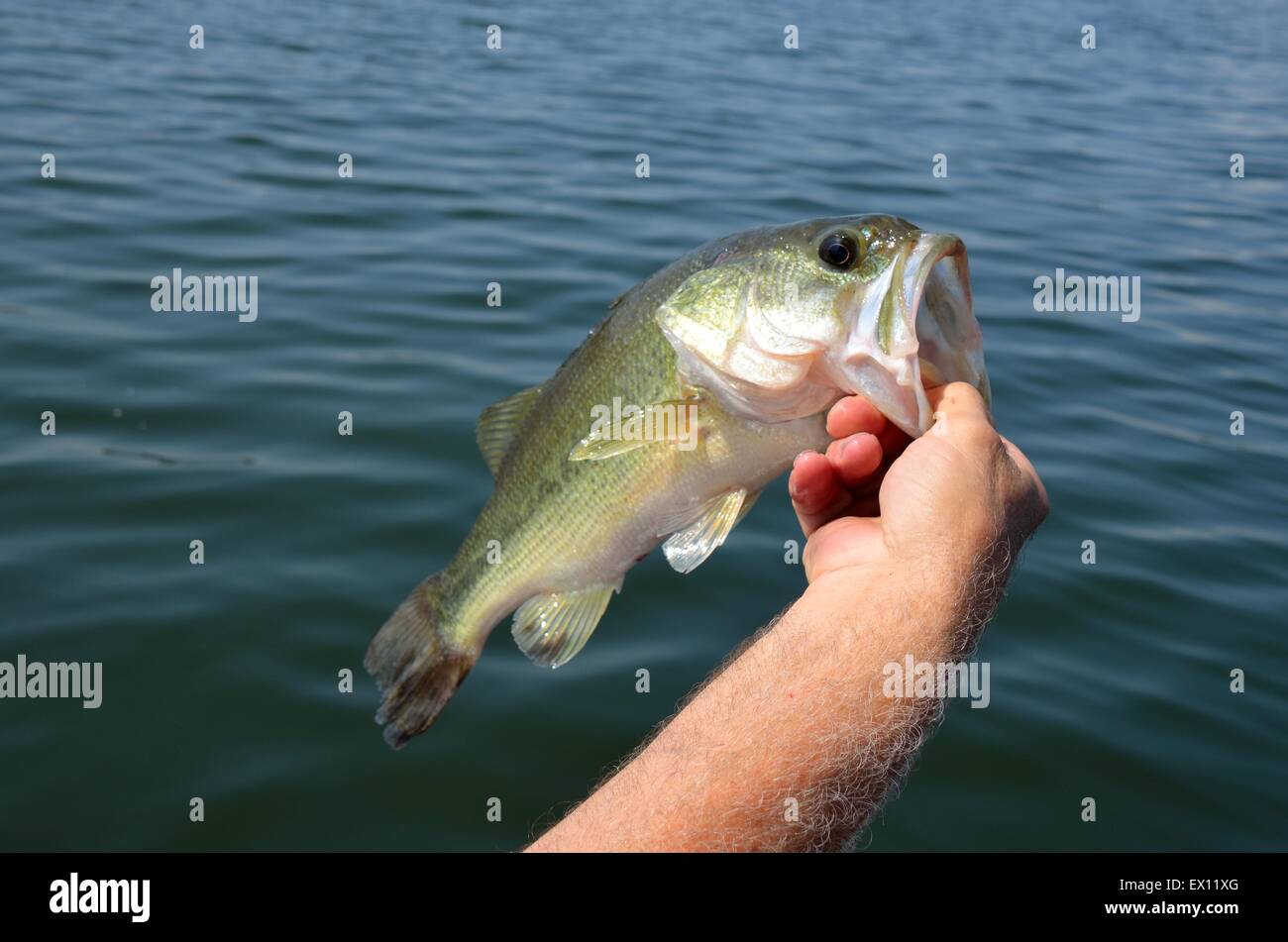 Frisches Wasser großer Mund Bass gefangen in Lake Guntersville, Alabama, USA Stockfoto