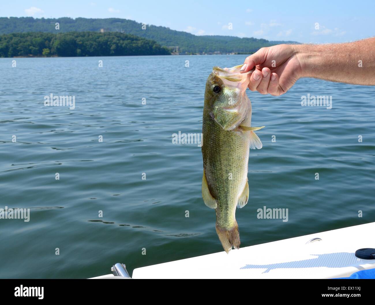 Großer Mund Bass, Süßwasserfisch gefangen in Lake Guntersville, Alabama, USA Stockfoto
