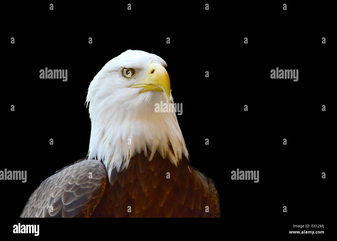 Nahaufnahme Schuss eines kühnen Eagle isoliert auf schwarz Stockfoto