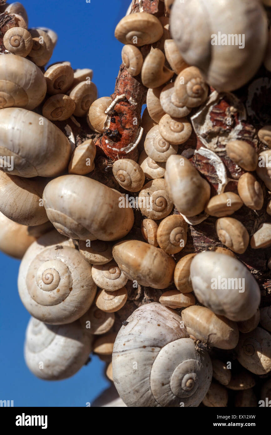 Sandhill Schnecken Theba Pisana, mediterranen Schnecke auf einem Zweig Sträucher, Kreta, Griechenland Stockfoto