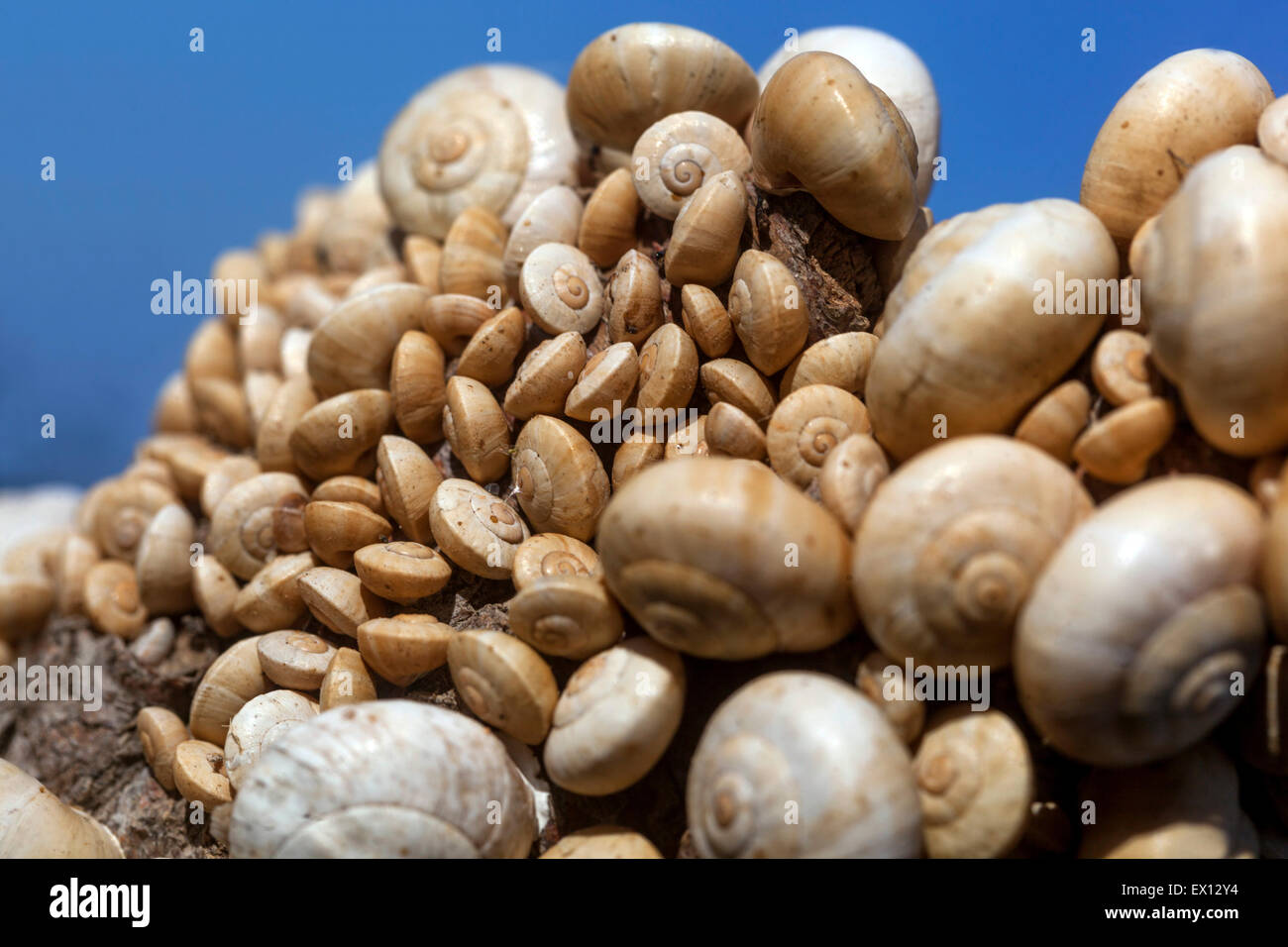 Sandhill Schnecken Theba Pisana, mediterranen Schnecke auf einem Zweig Sträucher, Kreta, Griechenland Stockfoto