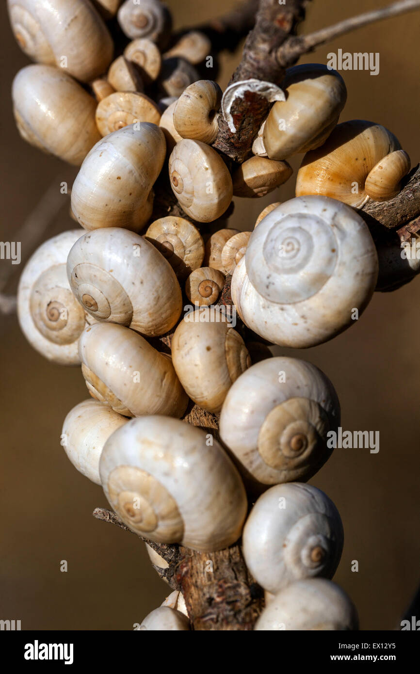 Sandhill Schnecken Theba Pisana, mediterranen Schnecke auf einem Zweig Sträucher, Kreta, Griechenland Stockfoto