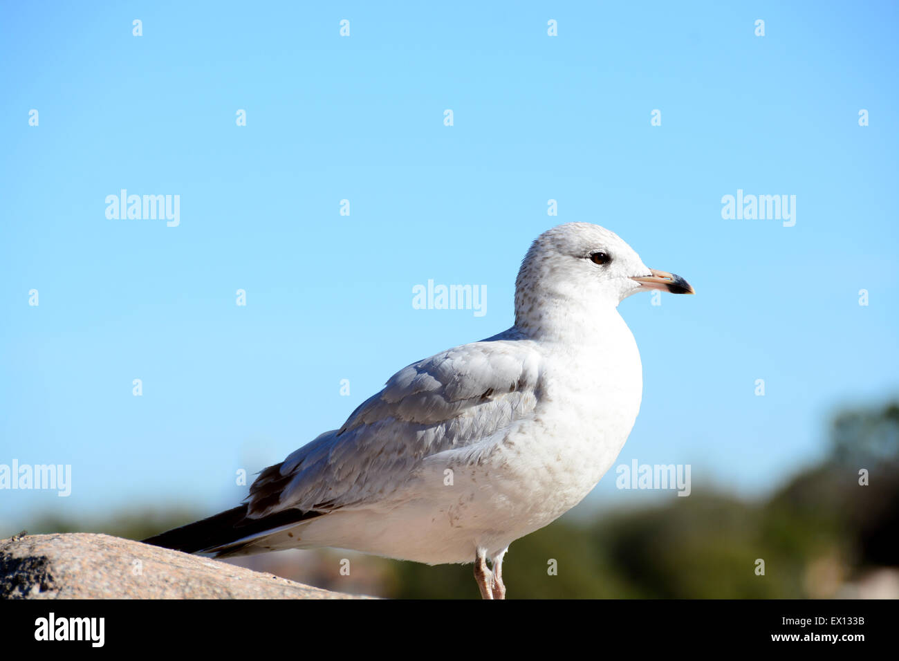 Nahaufnahme einer Möwe auf einem Felsen am Meer Stockfoto