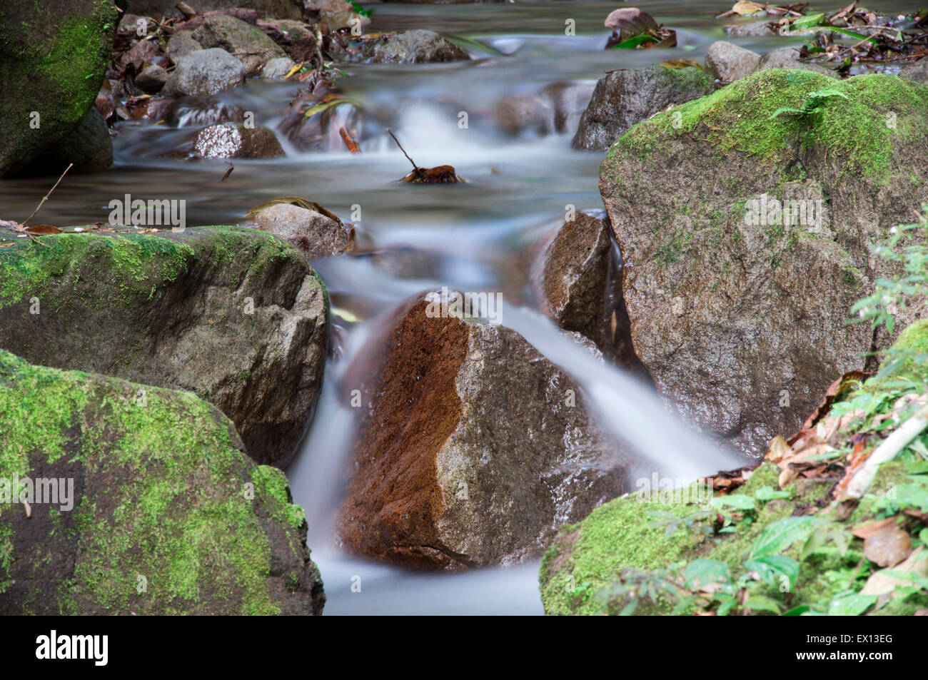 Nahaufnahme eines Regenwald-Baches zeigt Wasserbewegung Stockfoto