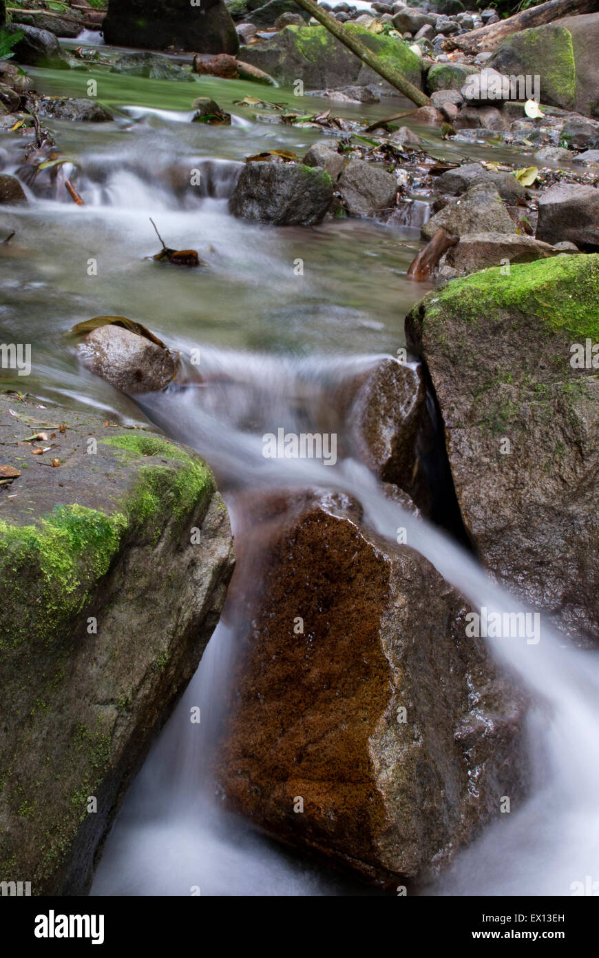 Nahaufnahme eines Regenwald-Baches zeigt Wasserbewegung Stockfoto