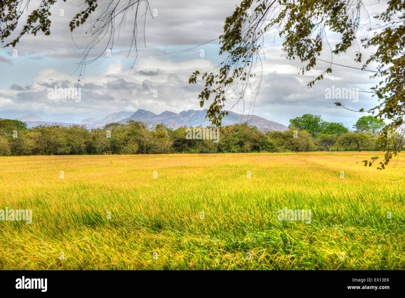 Schöne Reisfeld in der Landschaft von Panama Stockfoto