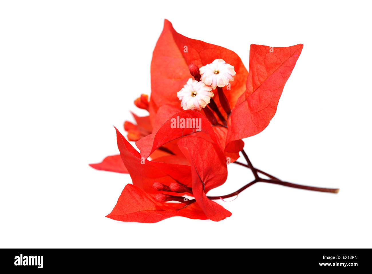 Makroaufnahme von blutroten Bougainvillea Blumen auf weißem Hintergrund Stockfoto