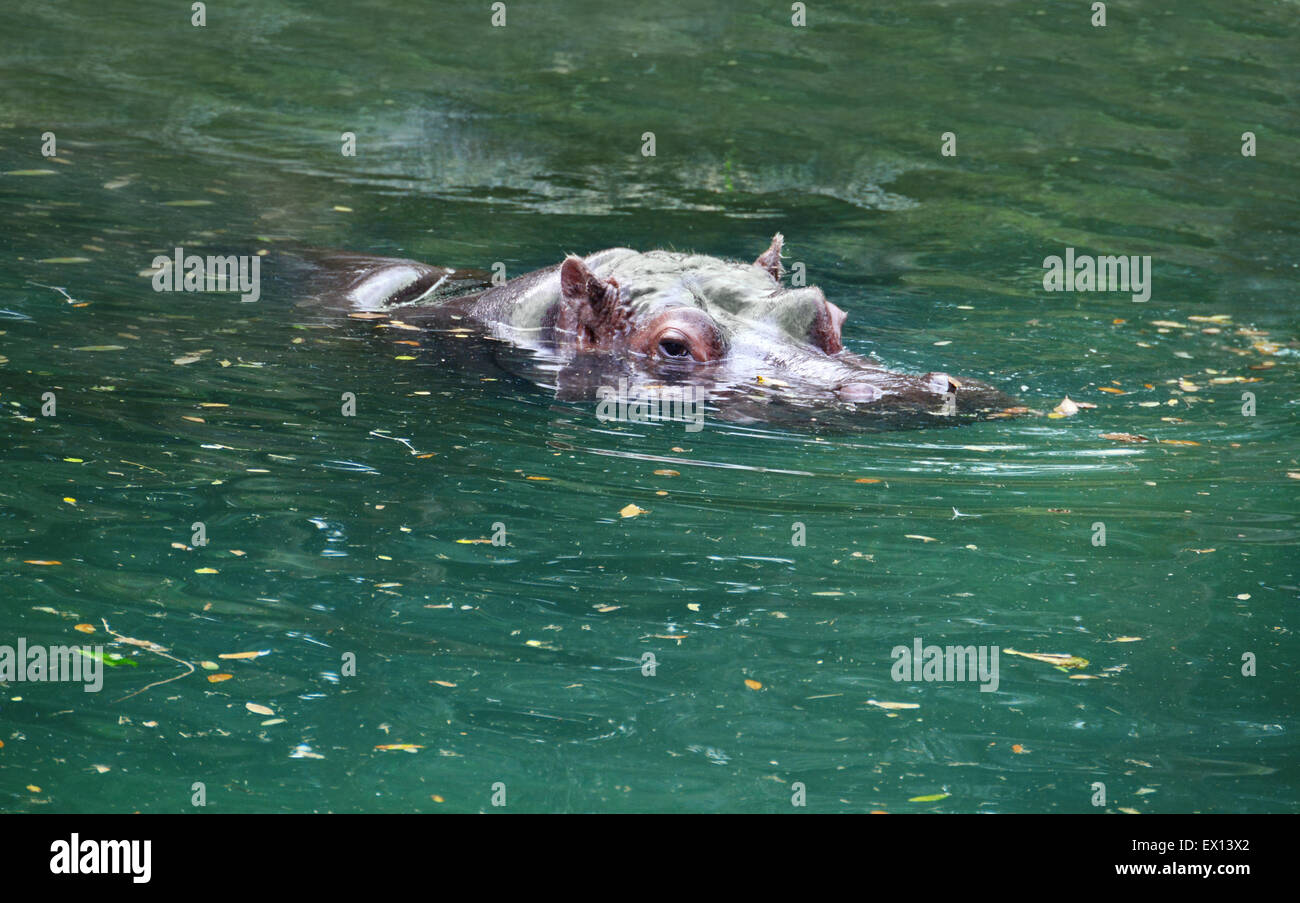 Großes Nilpferd Baden in einem Fluss mit seinem Kopf über dem Wasser Stockfoto