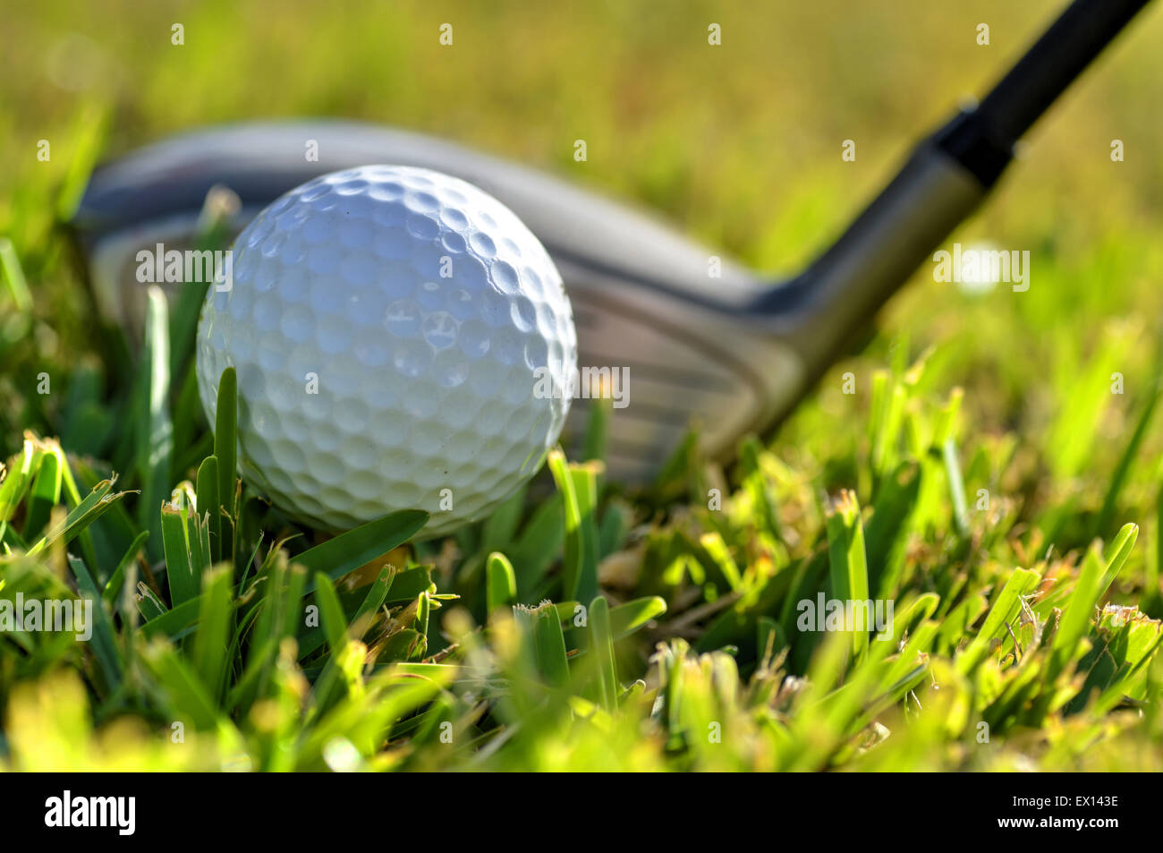 Schuss einen Golfball und Fahrer auf grüne Fairway Rasen hautnah Stockfoto