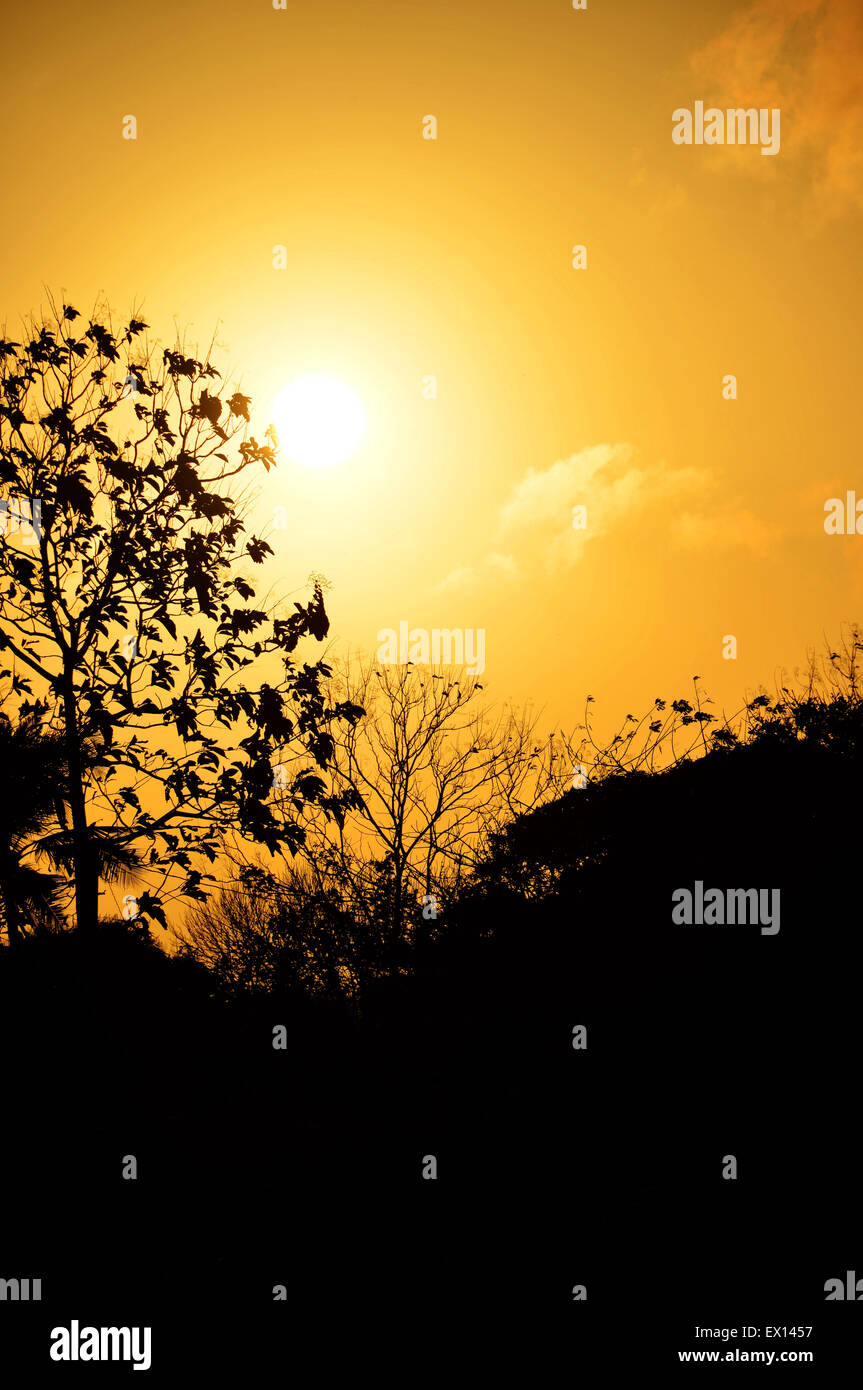 Orange gelb Sonnenuntergang zeigt die Silhouetten der Bäume Stockfoto