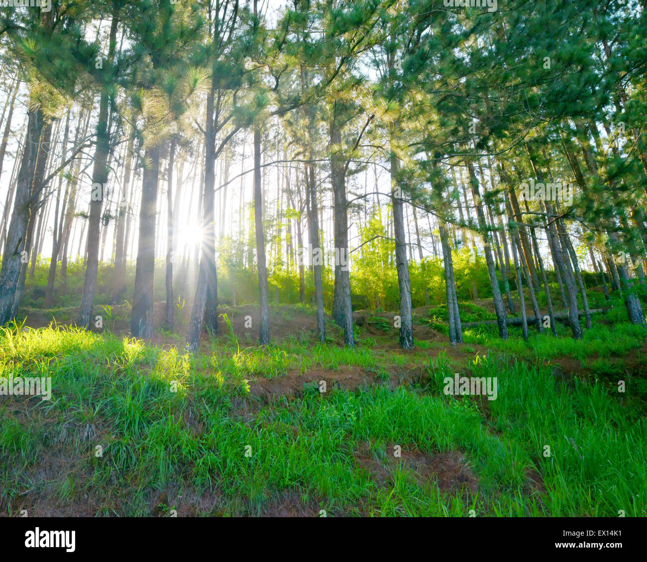 Sonnenlicht, das durch einen Pinienwald mit grünen Rasen getan in HDR Stockfoto