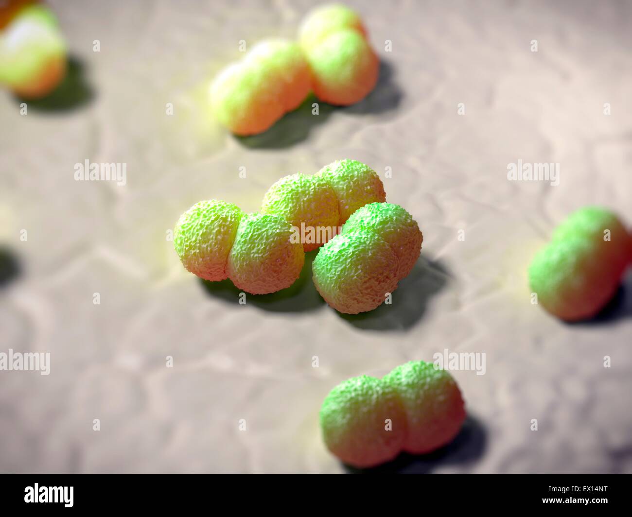 Neisseria Meningitidis Bakterien, Abbildung. Stockfoto