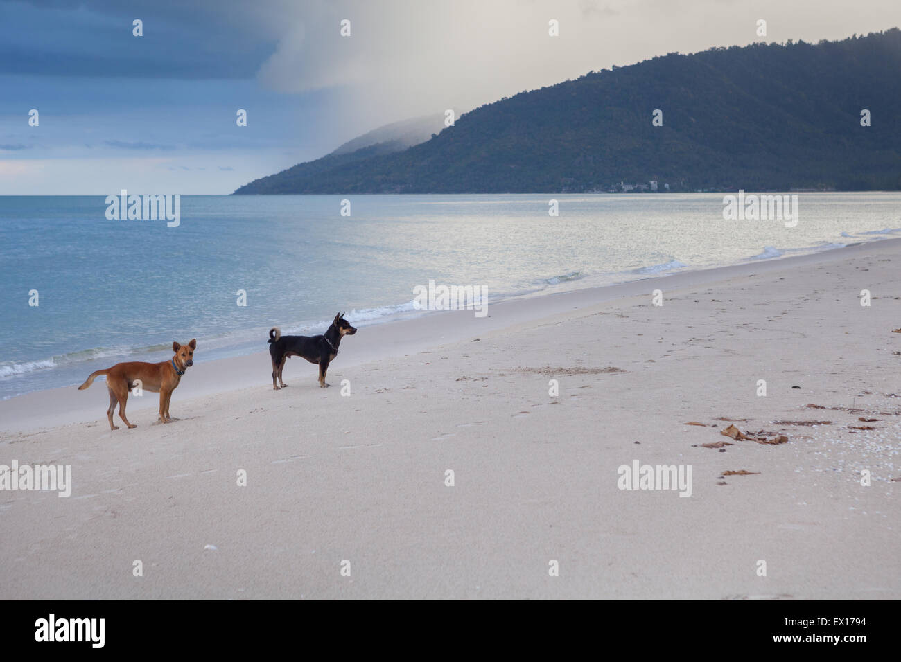 Andersfarbige Hunde am Strand von Ao Khanom, Nakhon Si Thammarat, Thailand. Stockfoto