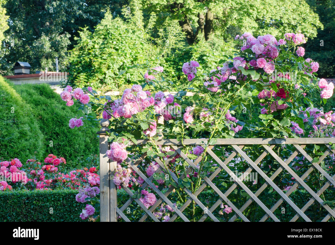 Rosa Rosen am Zaun im rosarium Stockfoto