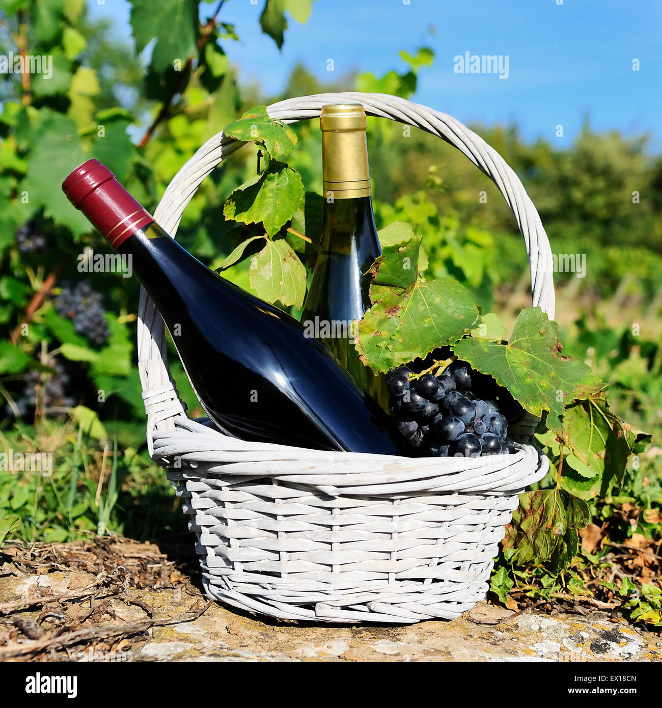 weiß- und Rotwein in einem Korb mit Trauben Stockfoto