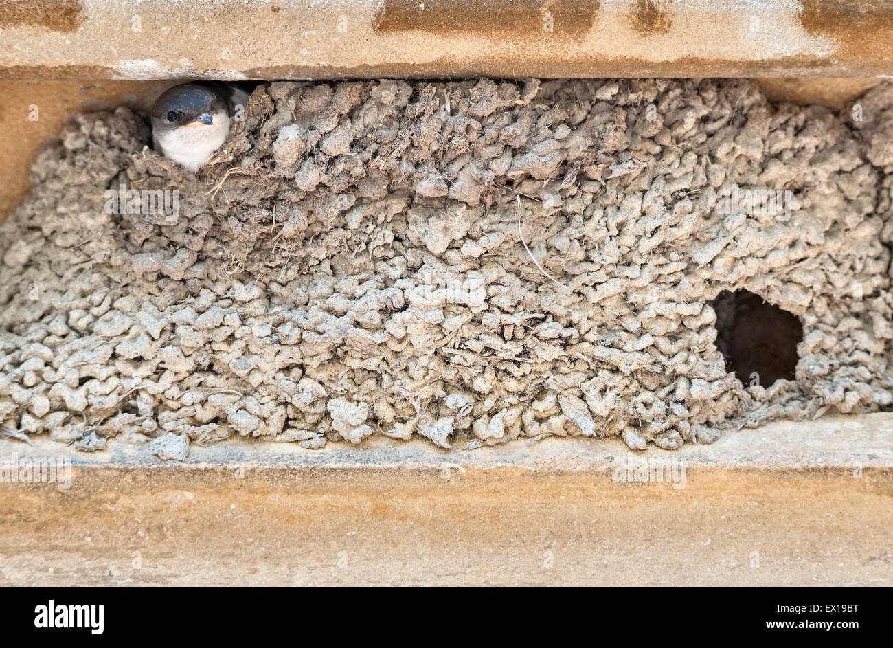 Ein junger schlucken peering aus dem Schlamm Nest in der Tür eines alten Gebäudes, Herefordshire, UK Stockfoto
