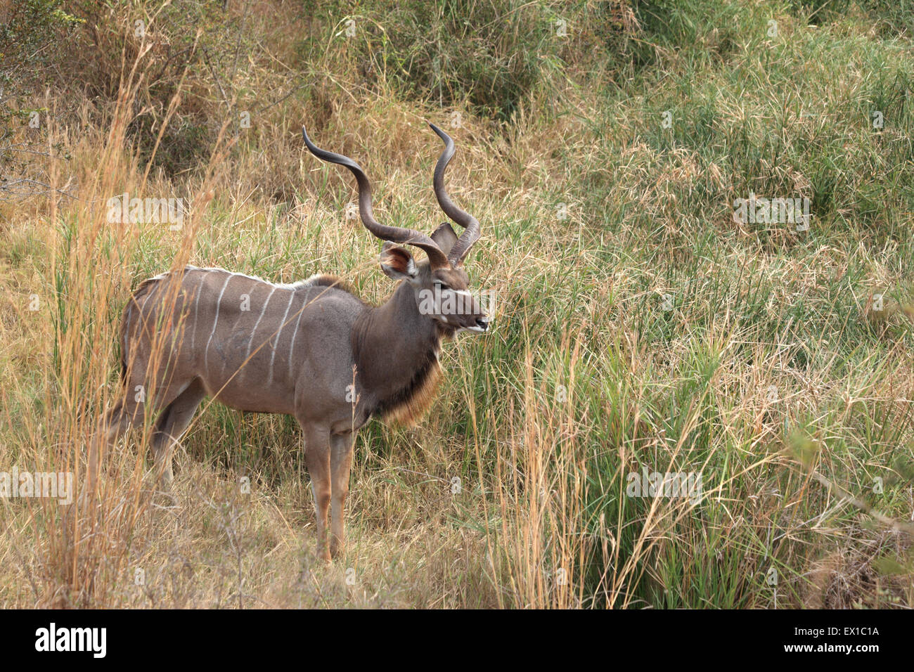 Ein Kudu mit langen Hörnern, stehend in der Steppe in den Krüger Nationalpark Stockfoto