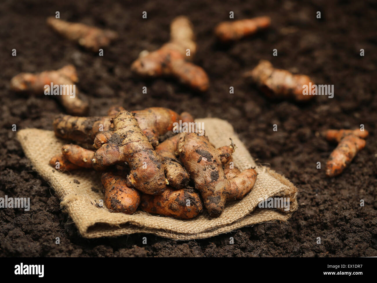 Neu geernteten Kurkuma in kultivierten Boden Stockfoto