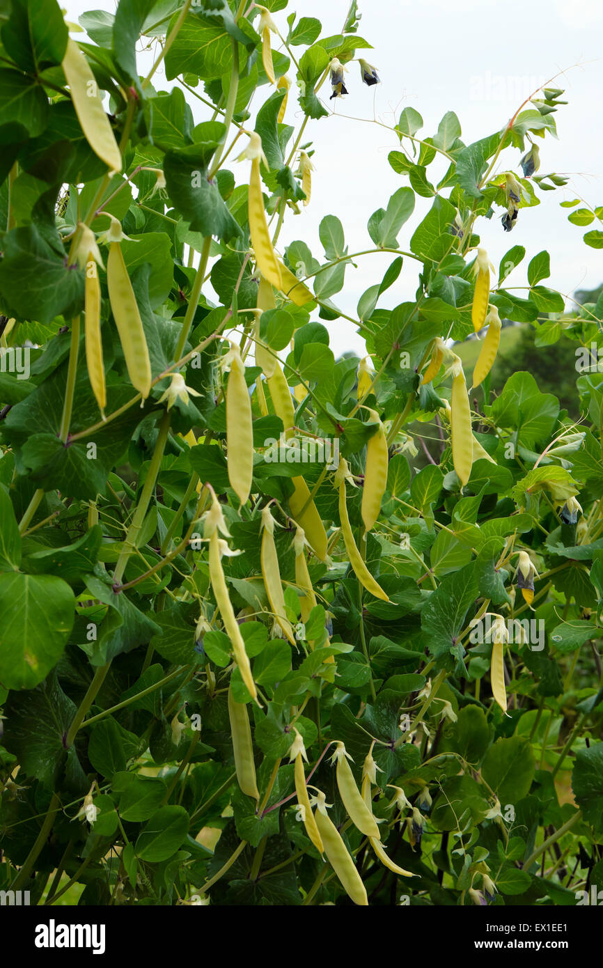 Gelbe Zuckererbsen vertikale Ansicht in einem Land Garten im Sommer Juli Carmarthenshire Wales UK KATHY DEWITT Stockfoto