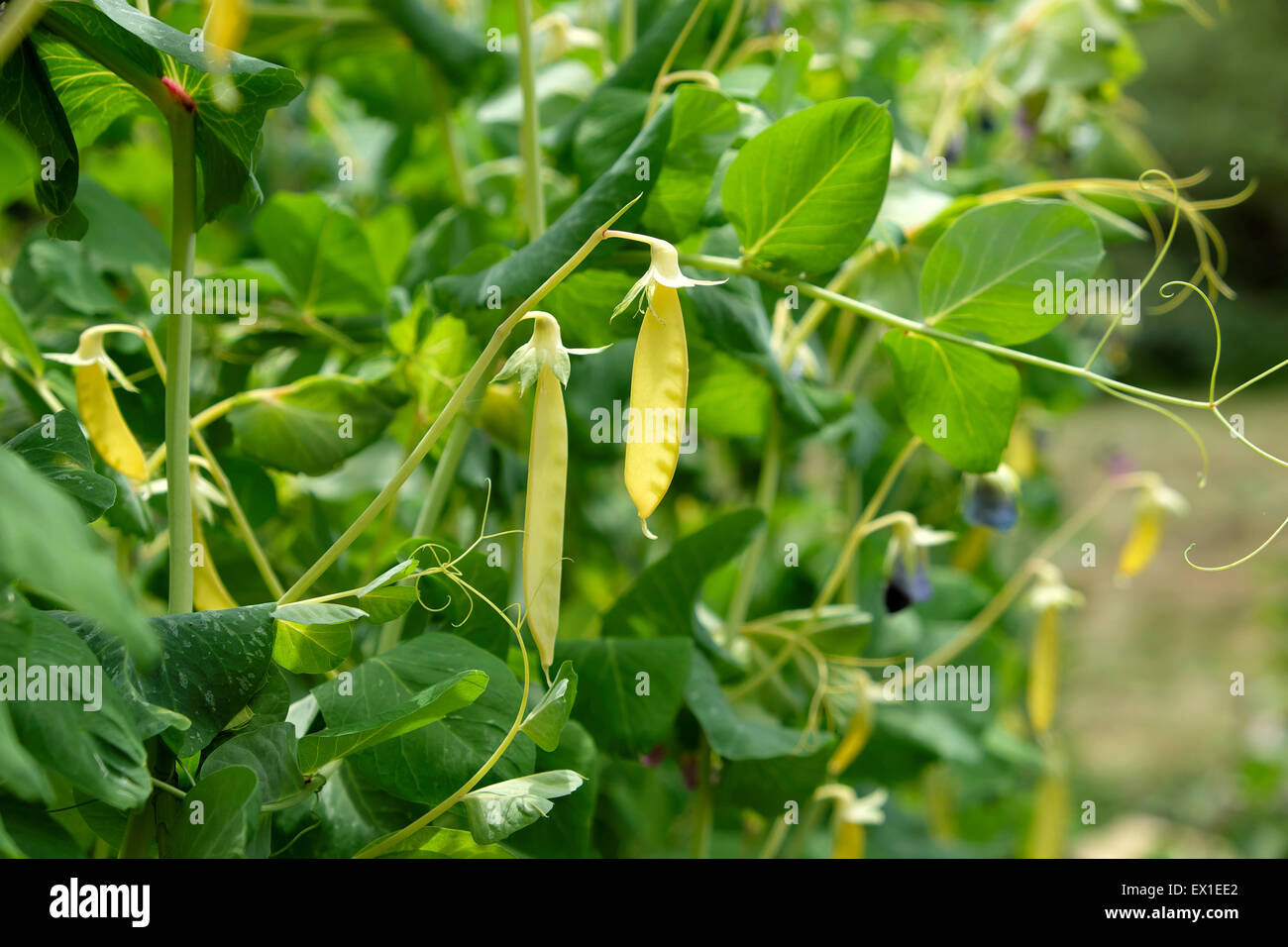 Gelbe Zuckererbsen wächst in einem organischen Cottage Garten im Sommer Juli Carmarthenshire Wales UK KATHY DEWITT Stockfoto