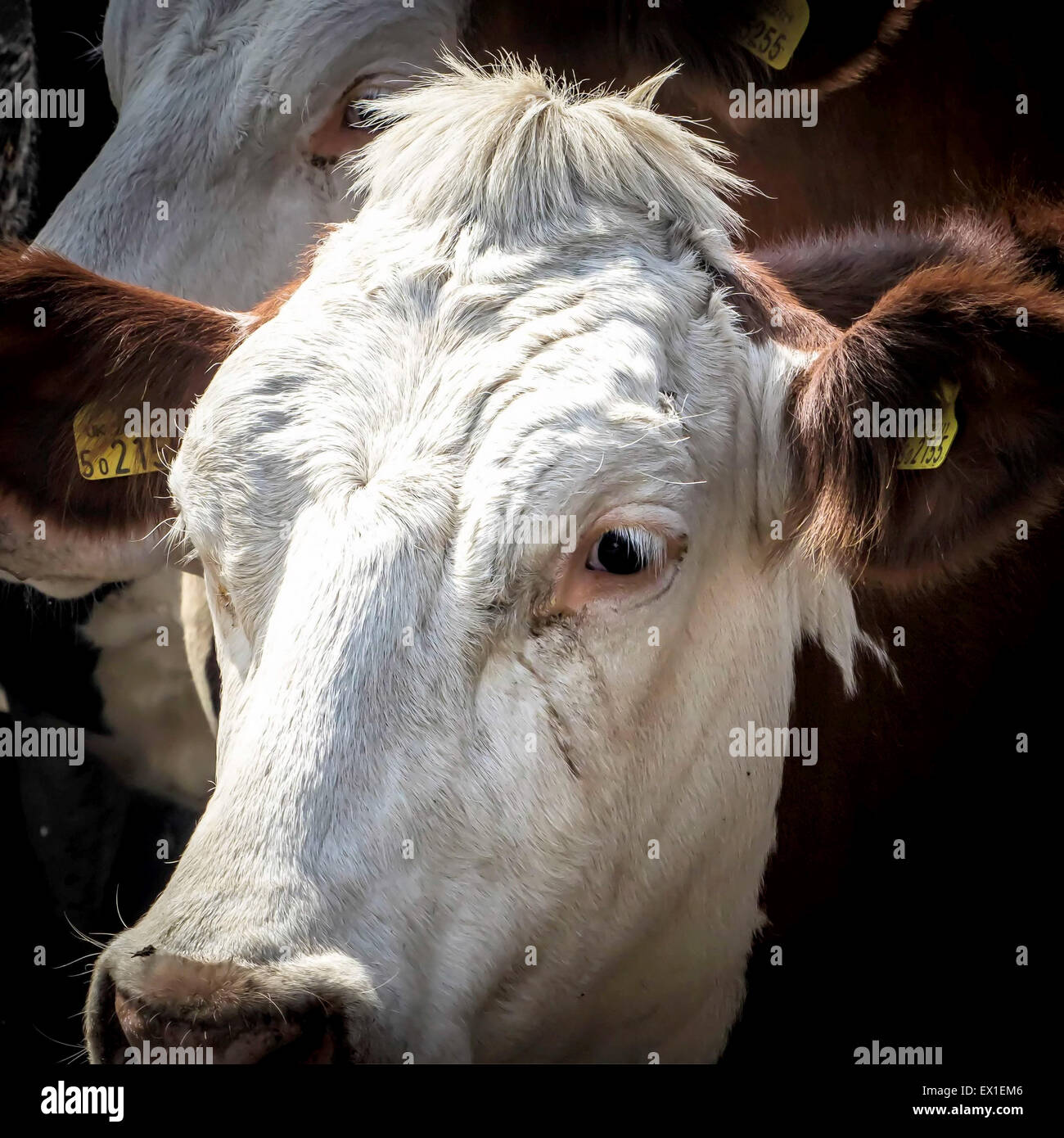 Kühe in den Melkstand Warteschlange Stockfoto