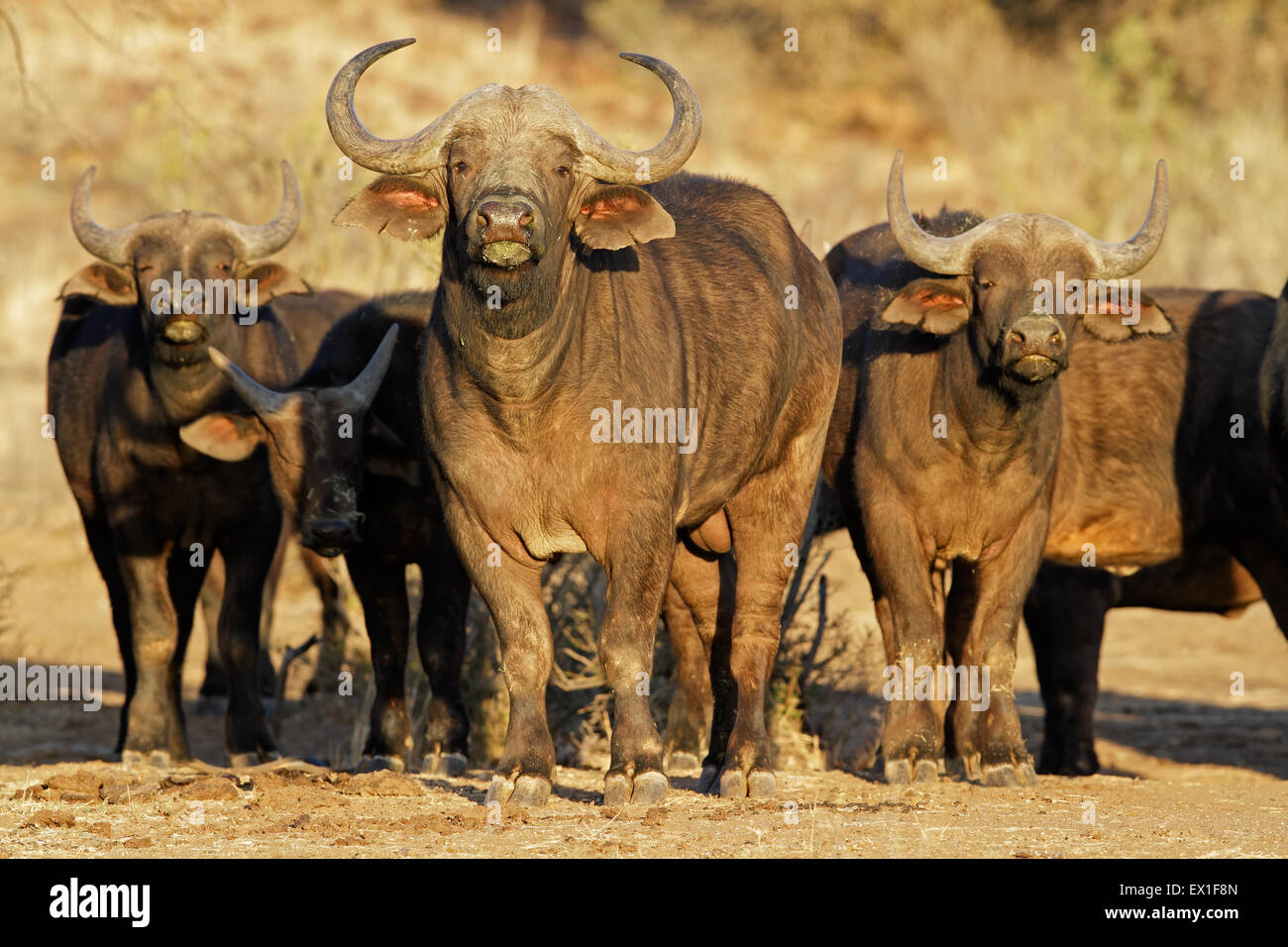 Afrikanische oder Kap Büffel (Syncerus Caffer), Süd Afrika Stockfoto