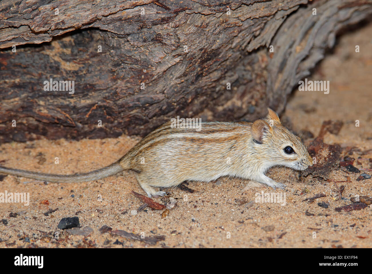 Eine gestreifte Maus (Rhabdomys Pumilio) in natürlicher Umgebung, Südafrika Stockfoto