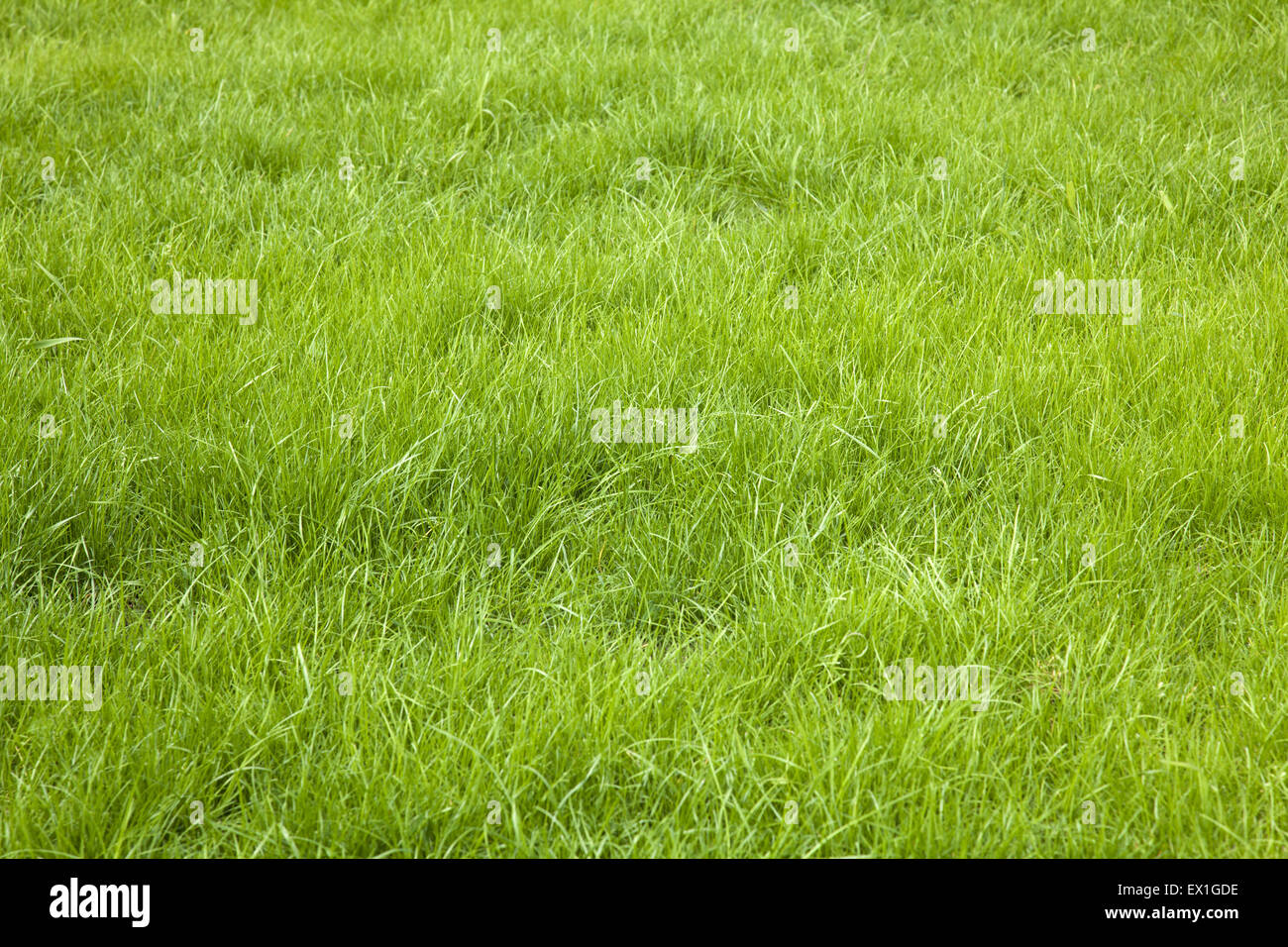 Grasgrün Hintergrund Stockfoto