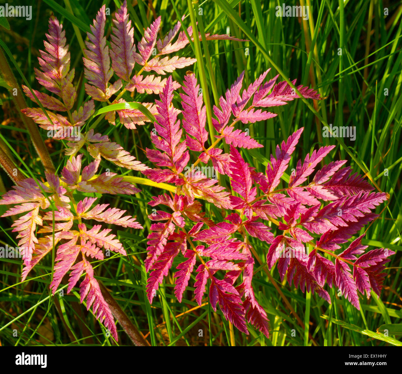 Copyri Wald mit lila Blätter auf einem Hintergrund von grünem Rasen zu Pflanzen. (Anthriscus). (Apiaceae). (Apiales). Stockfoto