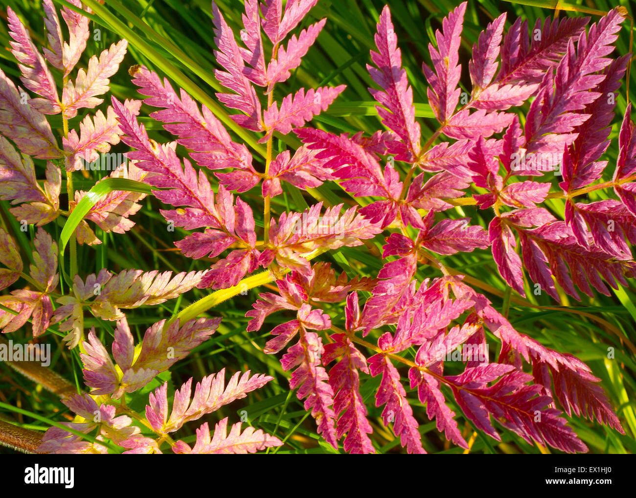 Copyri Wald mit lila Blätter auf einem Hintergrund von grünem Rasen zu Pflanzen. (Anthriscus). (Apiaceae). (Apiales). Stockfoto