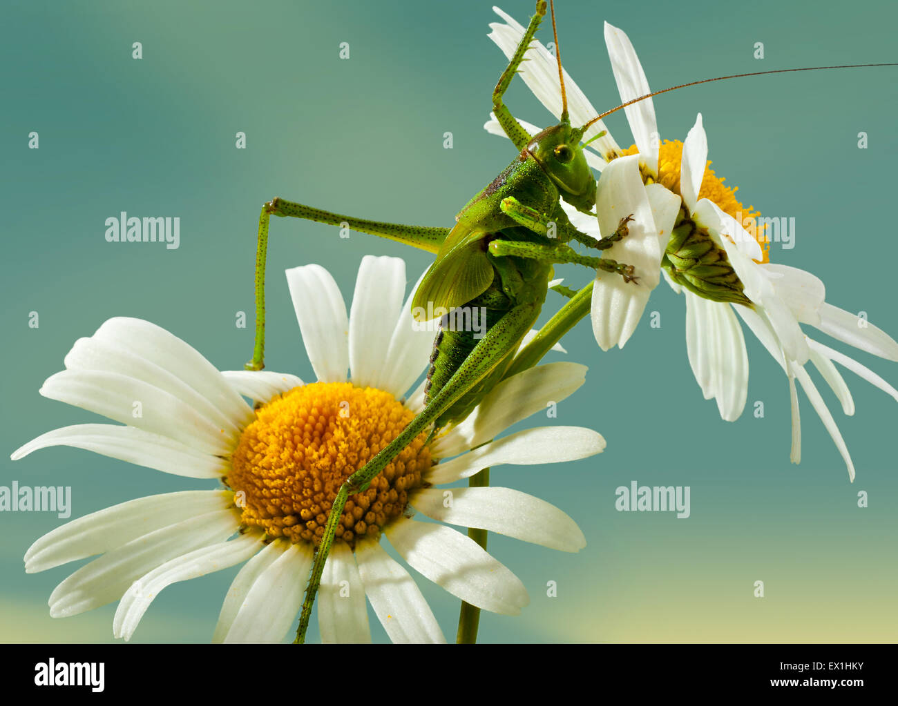 Die Larve des grauen Grasshopper (Decticus Verrucivorus) auf einer Blüte der Kamille (Tripleurospermum Inodorum). Stockfoto