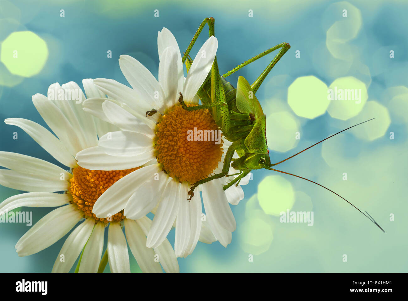 Die Larve des grauen Grasshopper (Decticus Verrucivorus) auf einer Blüte der Kamille (Tripleurospermum Inodorum). Stockfoto