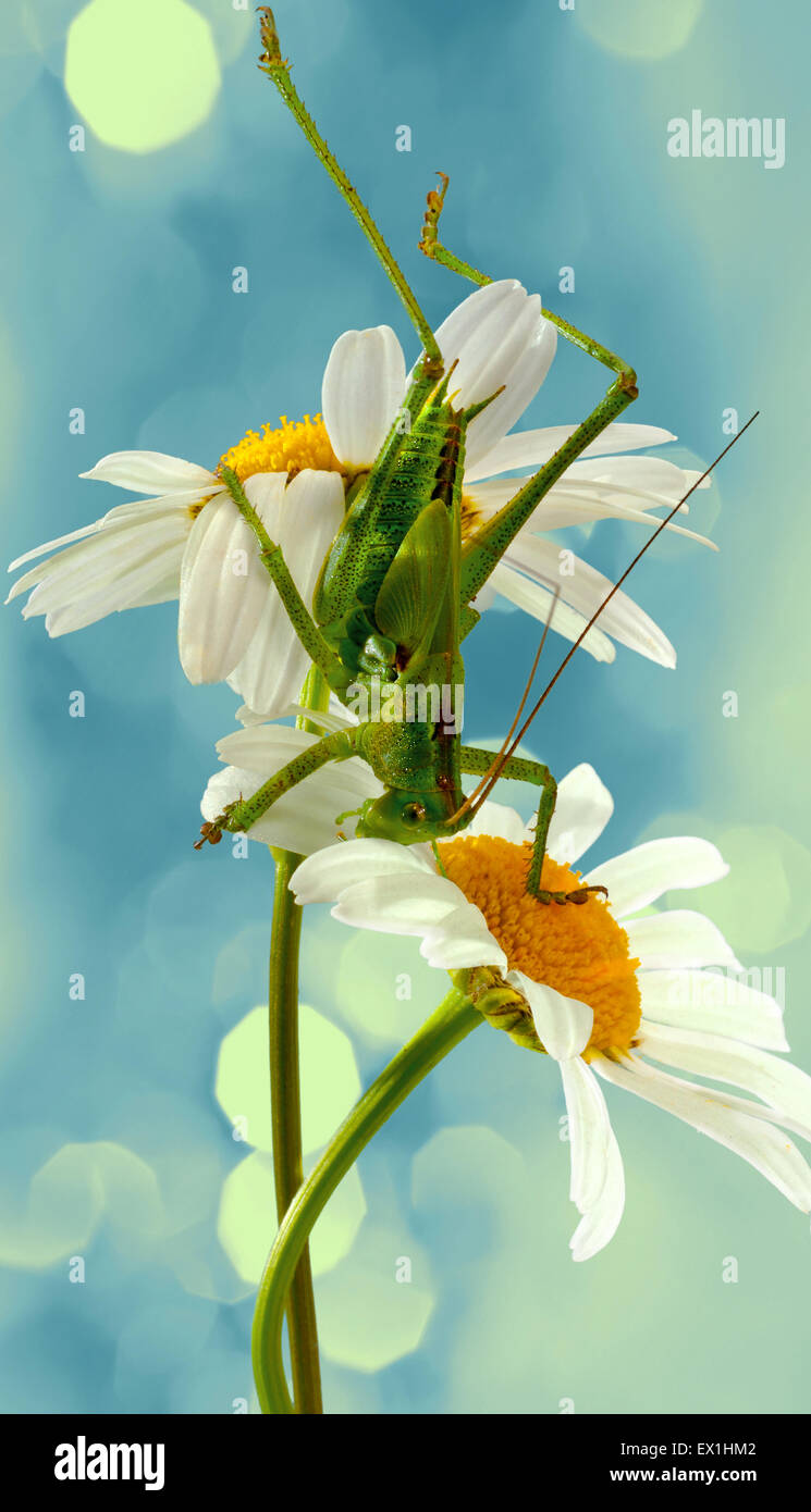 Die Larve des grauen Grasshopper (Decticus Verrucivorus) auf einer Blüte der Kamille (Tripleurospermum Inodorum). Stockfoto