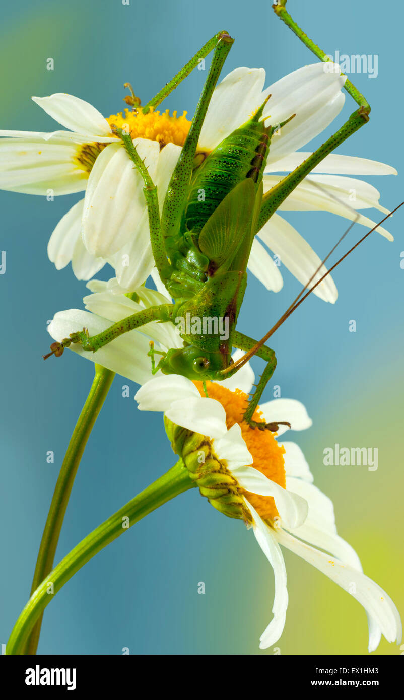 Die Larve des grauen Grasshopper (Decticus Verrucivorus) auf einer Blüte der Kamille (Tripleurospermum Inodorum). Stockfoto