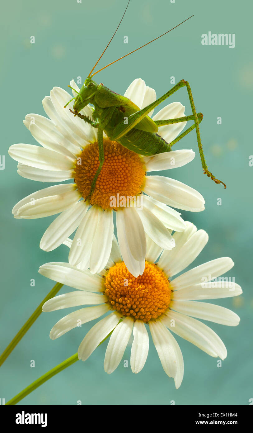 Die Larve des grauen Grasshopper (Decticus Verrucivorus) auf einer Blüte der Kamille (Tripleurospermum Inodorum). Stockfoto
