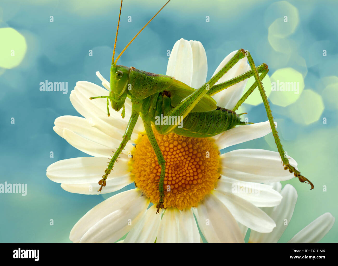 Die Larve des grauen Grasshopper (Decticus Verrucivorus) auf einer Blüte der Kamille (Tripleurospermum Inodorum). Stockfoto