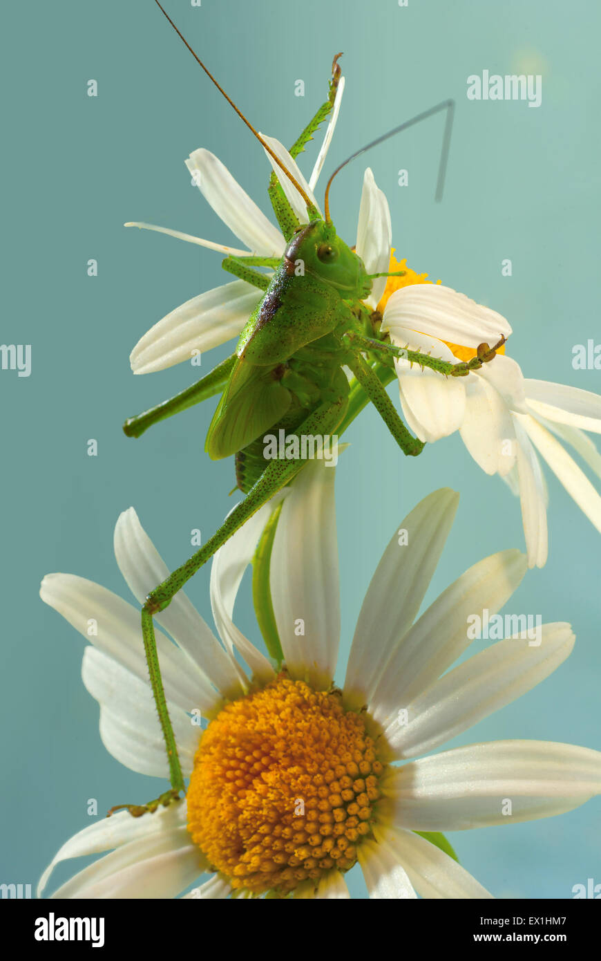 Die Larve des grauen Grasshopper (Decticus Verrucivorus) auf einer Blüte der Kamille (Tripleurospermum Inodorum). Stockfoto