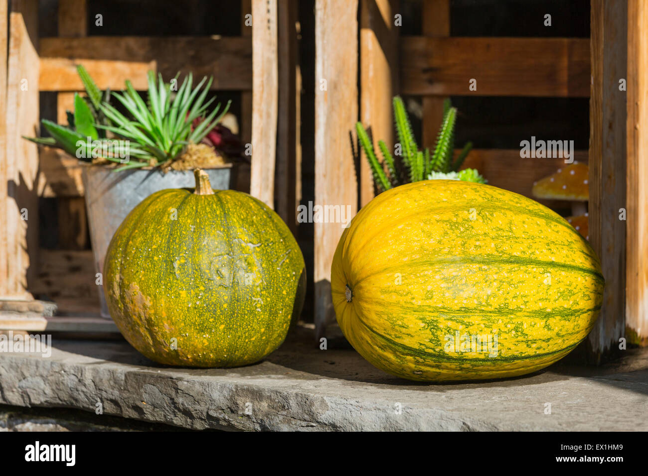 Zwei Kürbisse im Freien vor einem Haus als Dekoration im Herbst platziert. In Einruhr, Eifel, Deutschland gesehen. Stockfoto