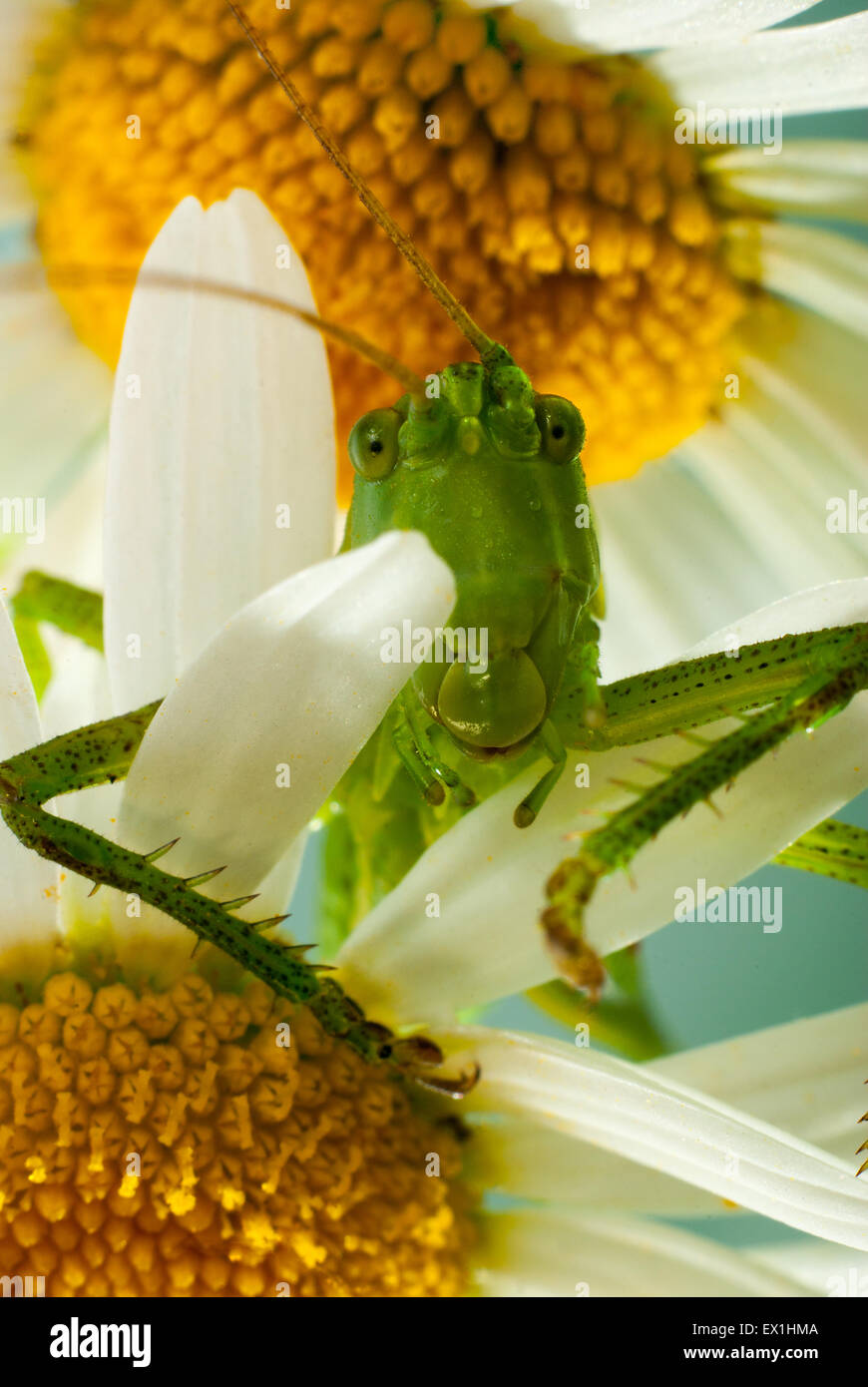 Die Larve des grauen Grasshopper (Decticus Verrucivorus) auf einer Blüte der Kamille (Tripleurospermum Inodorum). Stockfoto
